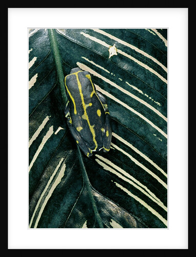 Hyperolius viridiflavus (common reed frog) by Anonymous