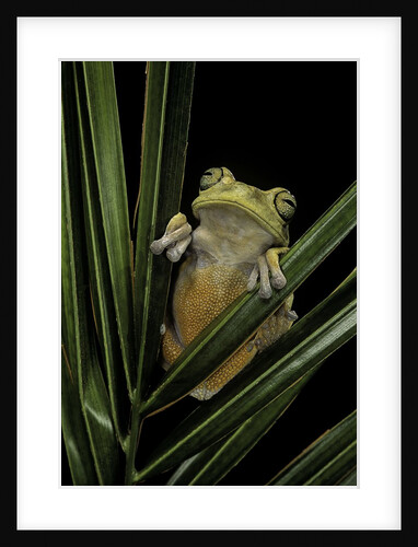 Hypsiboas heilprini (Los Bracitos treefrog) by Anonymous