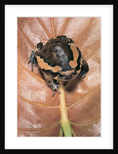 Kaloula pulchra (banded bullfrog) by Anonymous