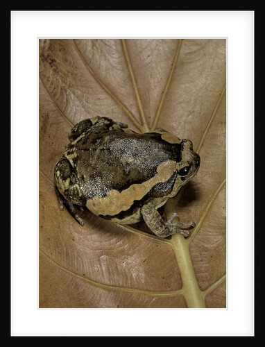 Kaloula pulchra (banded bullfrog) by Anonymous
