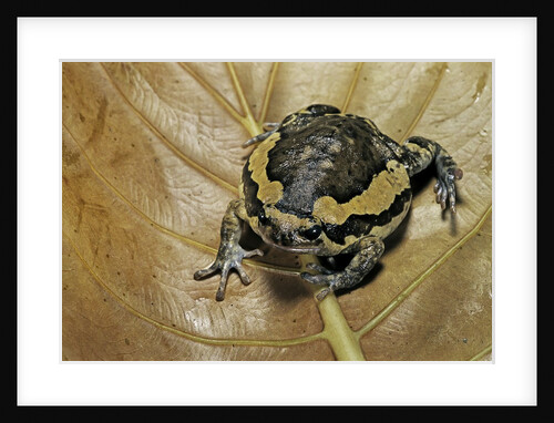 Kaloula pulchra (banded bullfrog) by Anonymous