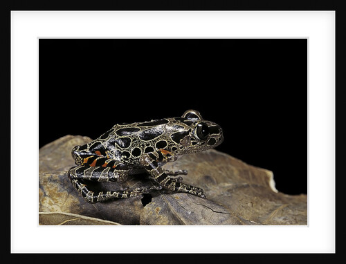 Kassina maculata (red-legged running frog) by Anonymous