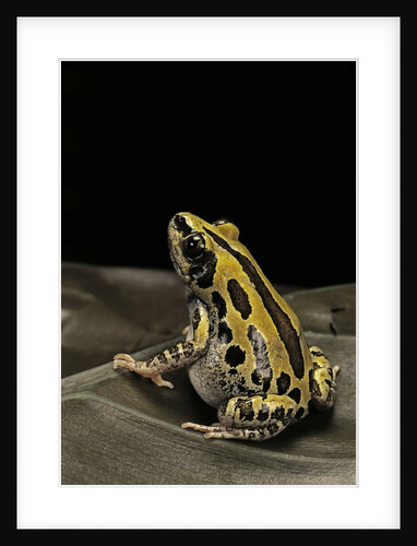 Kassina senegalensis (Senegal running frog) by Anonymous