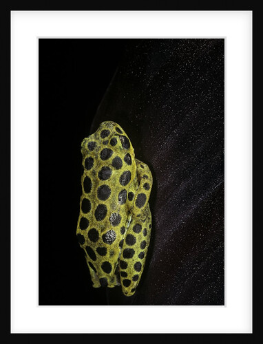 Hyperolius viridiflavus aposematicus by Anonymous