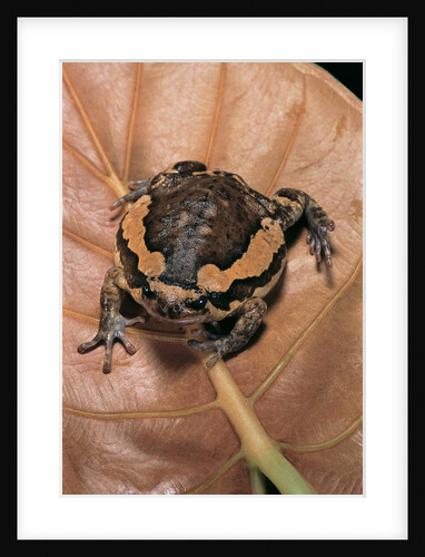 Kaloula pulchra (banded bullfrog) by Anonymous