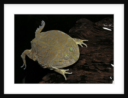 Lepidobatrachus laevis (budgett's frog, escuerzo de agua) by Anonymous