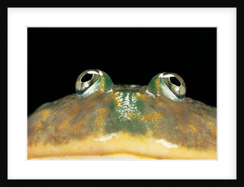 Lepidobatrachus laevis (budgett's frog, escuerzo de agua) by Anonymous