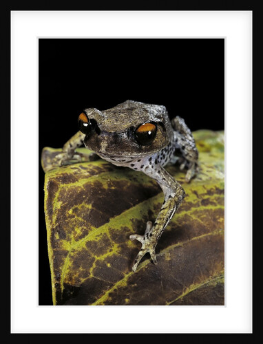Leptobrachium hasseltii (Hasselt's toad, Tschudi's frog) by Anonymous