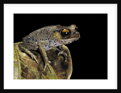 Leptobrachium hasseltii (Hasselt's toad, Tschudi's frog) by Anonymous