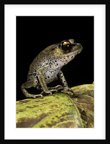 Leptobrachium hasseltii (Hasselt's toad, Tschudi's frog) by Anonymous