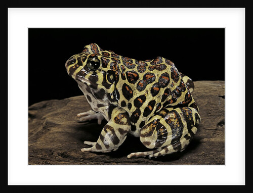 Leptodactylus laticeps (Santa fe frog) by Anonymous