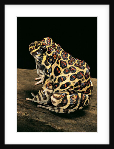 Leptodactylus laticeps (Santa fe frog) by Anonymous