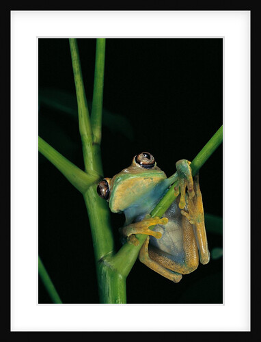 Leptopelis barbouri (Barbour's tree frog) by Anonymous