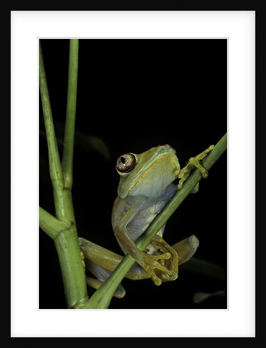 Leptopelis barbouri (Barbour's tree frog) by Anonymous