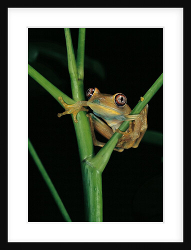 Leptopelis barbouri (Barbour's tree frog) by Anonymous