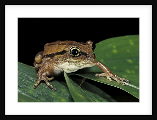 Leptopelis bocagii (Bocage's tree frog) by Anonymous