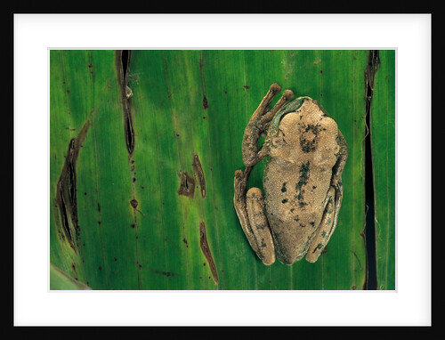 Leptopelis brevirostris (Cameroon forest treefrog) by Anonymous
