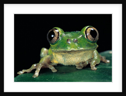 Leptopelis brevirostris (Cameroon forest treefrog) by Anonymous