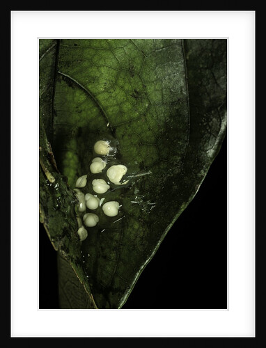 Leptopelis sp. (forest treefrog ) - eggs by Anonymous