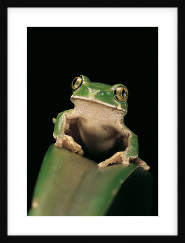 Leptopelis sp. (forest treefrog ) by Anonymous