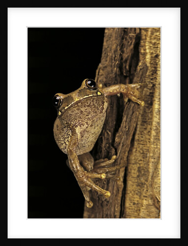 Leptopelis sp. (forest treefrog ) by Anonymous