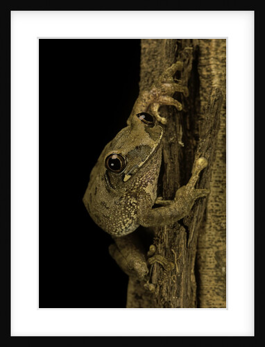Leptopelis sp. (forest treefrog ) by Anonymous