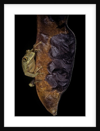 Leptopelis sp. (forest treefrog ) by Anonymous