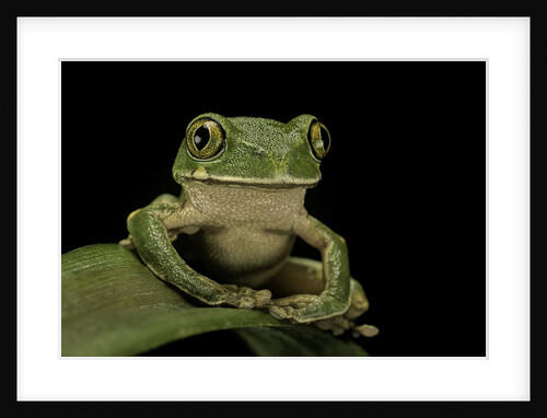 Leptopelis sp. (forest treefrog ) by Anonymous