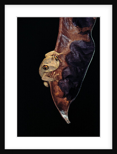 Leptopelis sp. (forest treefrog ) by Anonymous