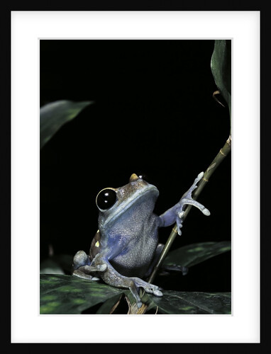 Leptopelis uluguruensis (Uluguru forest treefrog) by Anonymous