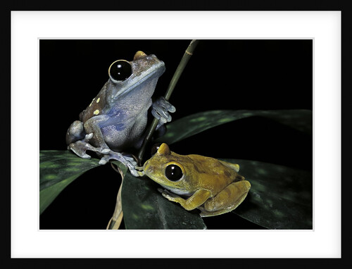 Leptopelis uluguruensis (Uluguru forest treefrog) by Anonymous