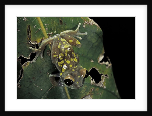 Leptopelis uluguruensis (Uluguru forest treefrog) by Anonymous