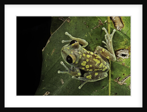 Leptopelis uluguruensis (Uluguru forest treefrog) by Anonymous