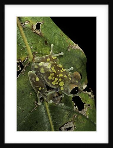 Leptopelis uluguruensis (Uluguru forest treefrog) by Anonymous