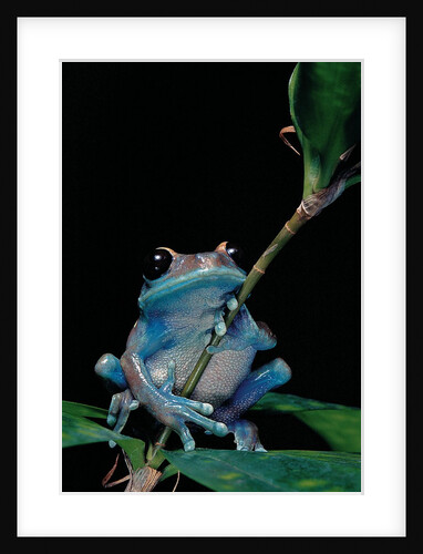 Leptopelis uluguruensis (Uluguru forest treefrog) by Anonymous