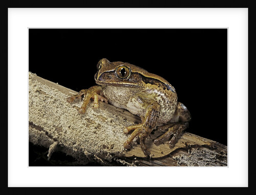 Leptopelis vermiculatus (Amani forest treefrog, big-eyed treefrog) by Anonymous