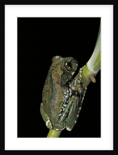 Leptopelis vermiculatus (Amani forest treefrog, big-eyed treefrog) by Anonymous