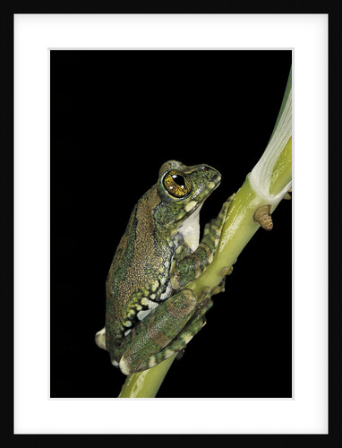 Leptopelis vermiculatus (Amani forest treefrog, big-eyed treefrog) by Anonymous