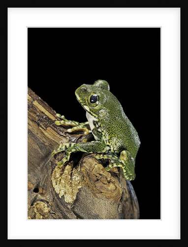 Leptopelis vermiculatus (Amani forest treefrog, big-eyed treefrog) by Anonymous