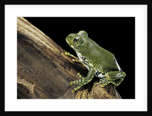 Leptopelis vermiculatus (Amani forest treefrog, big-eyed treefrog) by Anonymous