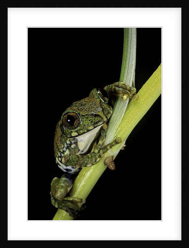 Leptopelis vermiculatus (Amani forest treefrog, big-eyed treefrog) by Anonymous
