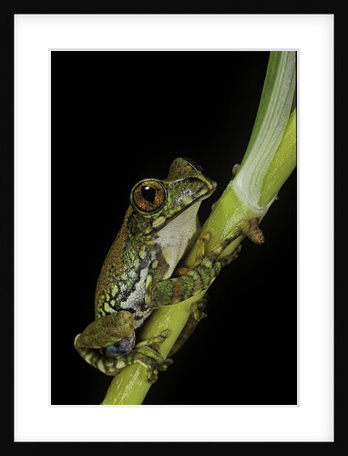 Leptopelis vermiculatus (Amani forest treefrog, big-eyed treefrog) by Anonymous