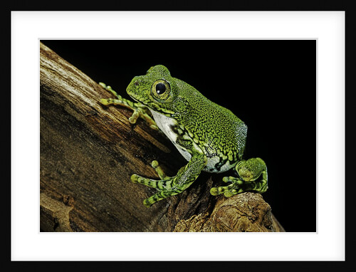 Leptopelis vermiculatus (Amani forest treefrog, big-eyed treefrog) by Anonymous