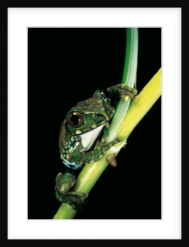 Leptopelis vermiculatus (Amani forest treefrog, big-eyed treefrog) by Anonymous