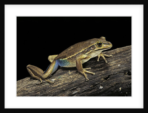 Litoria aurea (green and golden bell frog) by Anonymous