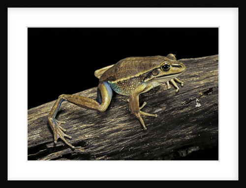 Litoria aurea (green and golden bell frog) by Anonymous