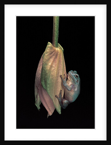 Litoria caerulea (dumpy treefrog) by Anonymous