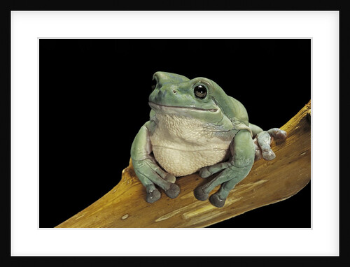 Litoria caerulea (dumpy treefrog) by Anonymous