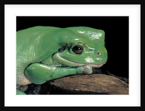 Litoria caerulea (dumpy treefrog) by Anonymous