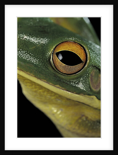Litoria infrafrenata (white-lipped treefrog, giant treefrog) by Anonymous
